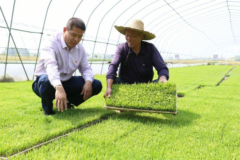 代克會（左）查看水稻育秧情況（資料圖）呼延樂琳攝.jpg