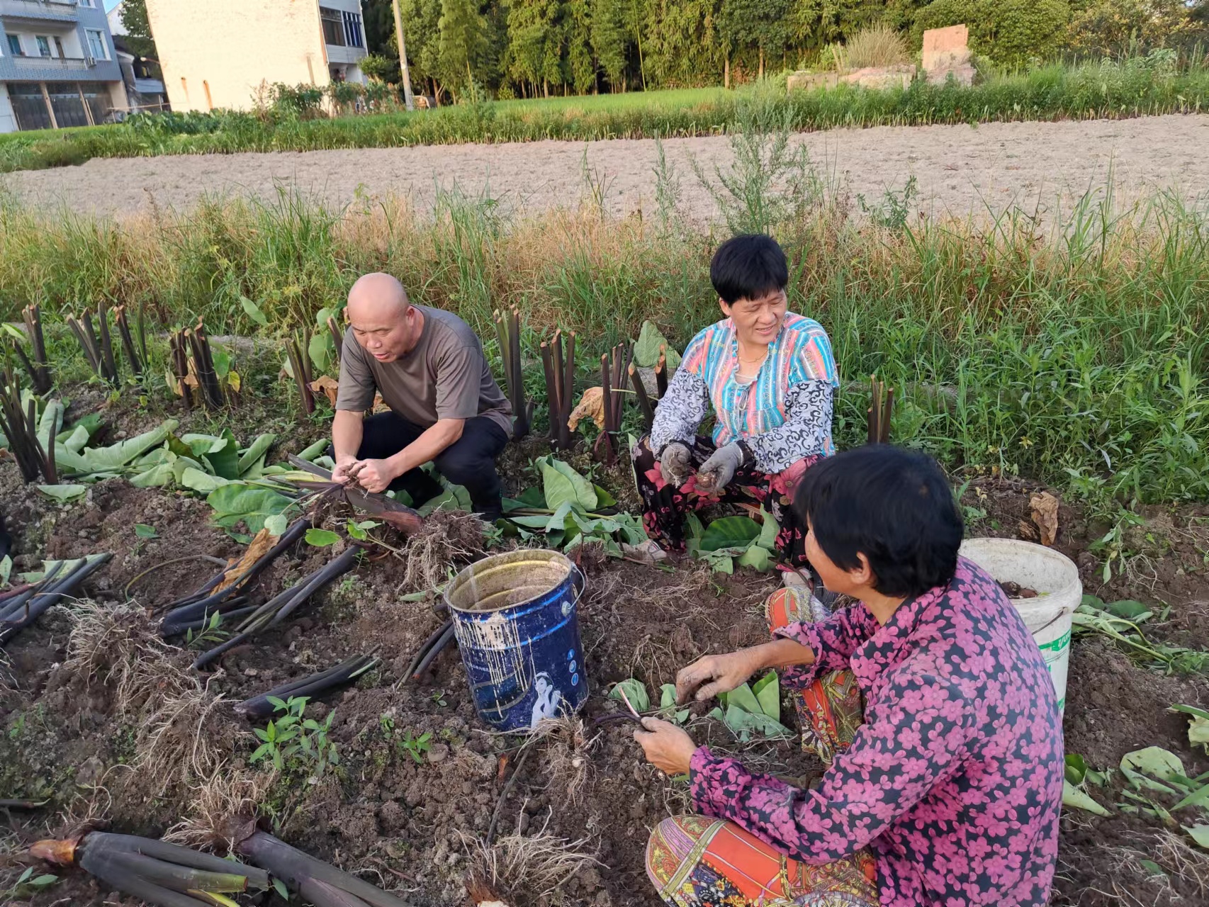 仙居縣白塔鎮上葉村農村工作指導員錢云潘（左）和村民一起在田間采收成熟的芋頭，了解芋頭產量和銷售情況.jpg